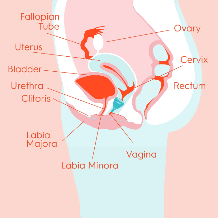 Hello Education: Cervix Basics And How It Pertains To Using A Menstrua –  Hello Period
