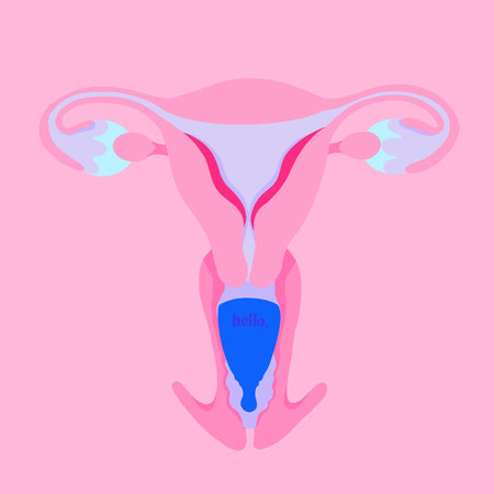 Pink and blue illustration of where a high cervix menstrual cup sit inside the body