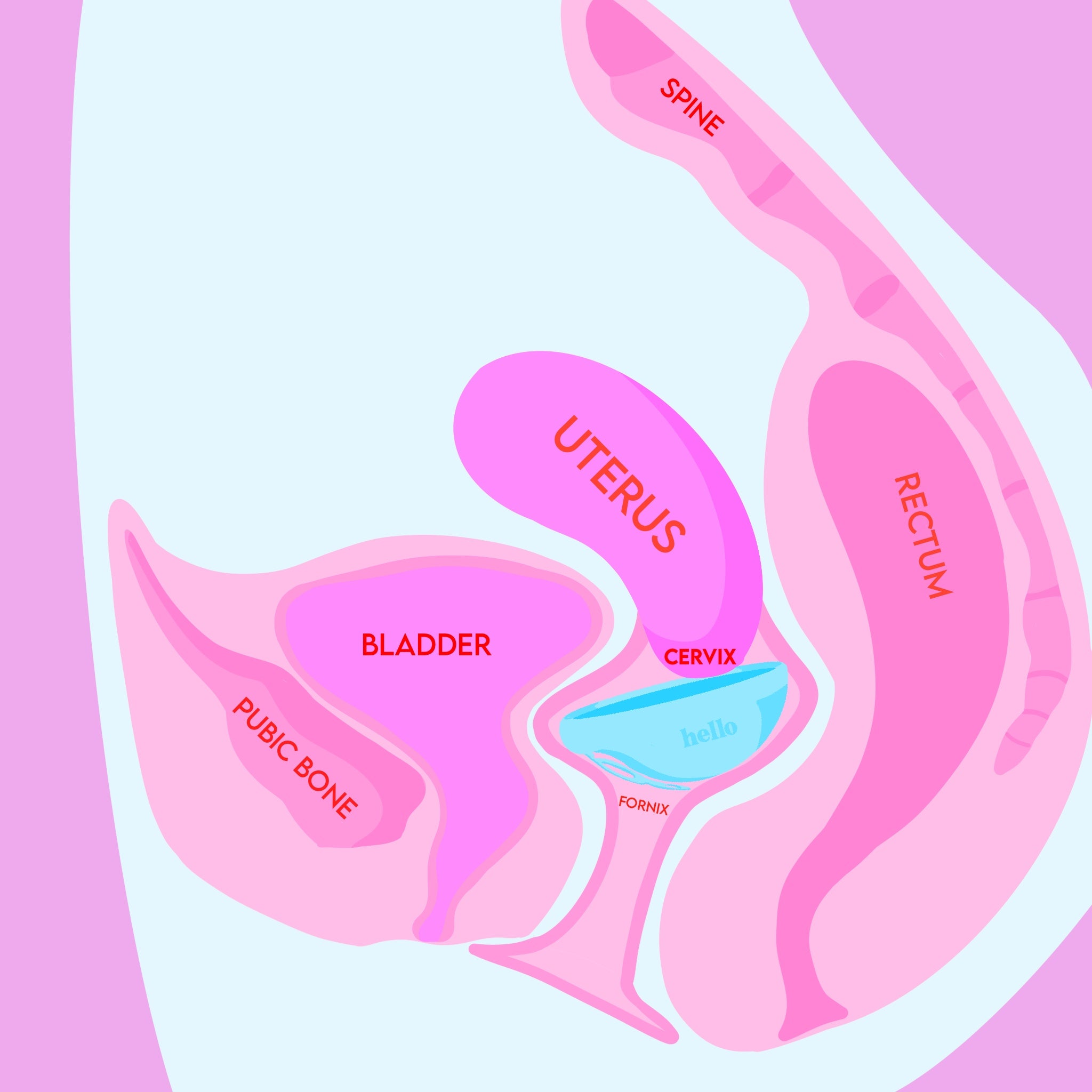 How to Insert a Menstrual Cup or Disc | Diagrams Included