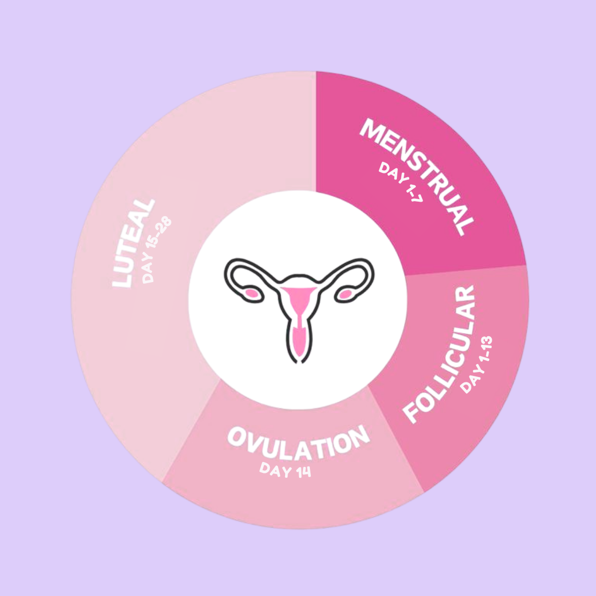 What is the menstrual cycle?